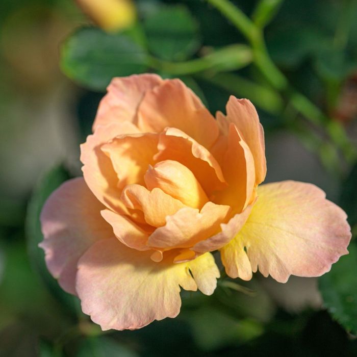 Rosier buisson FLAME ORIGAMI ® Meitincel