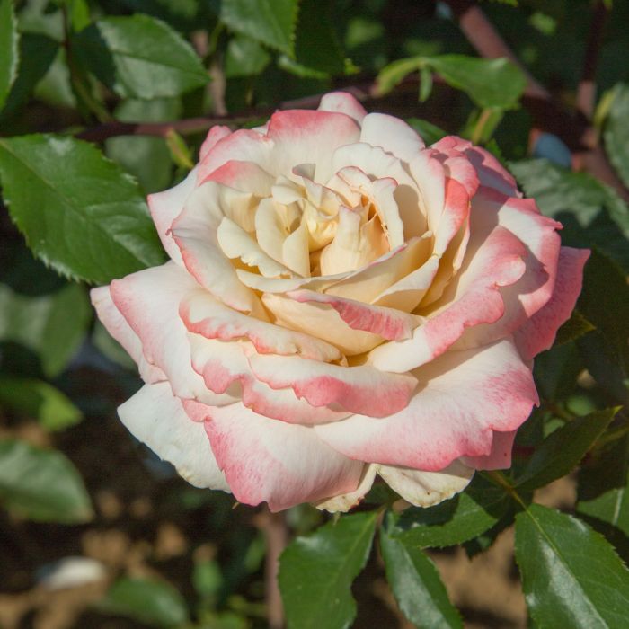 Rosier LYON LUMIERES ® Meivanae