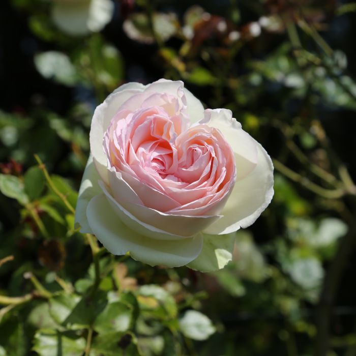 Rosier Grimpant PALAIS ROYAL ® Meiviowit 