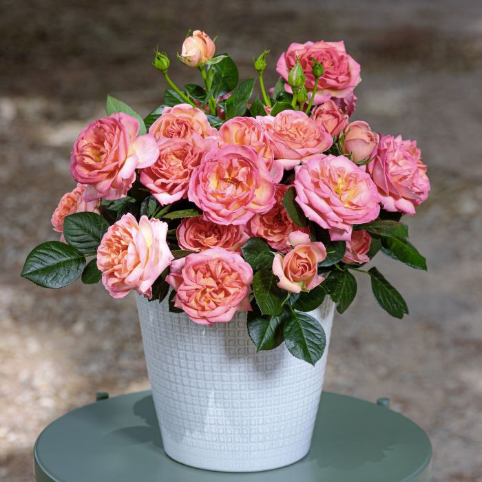 Rosier AUGUSTE ESCOFFIER ® Meizasmyne