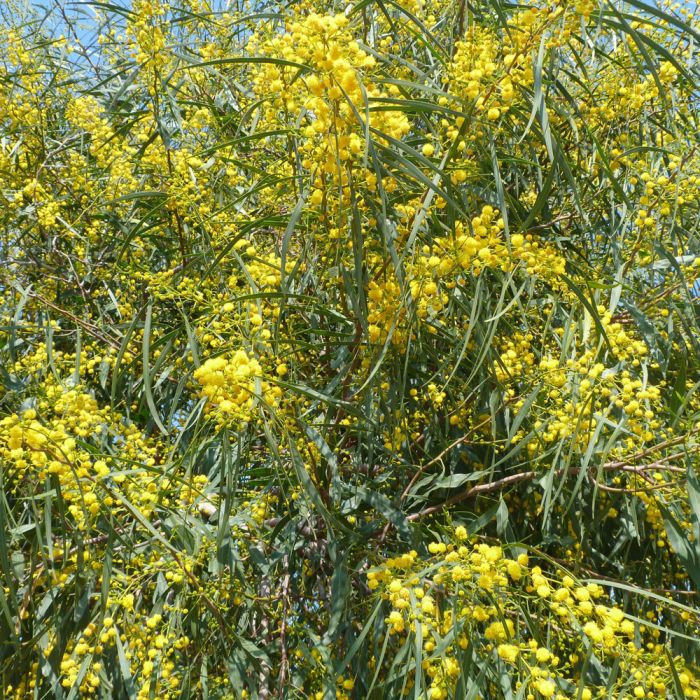 Mimosa des 4 saisons