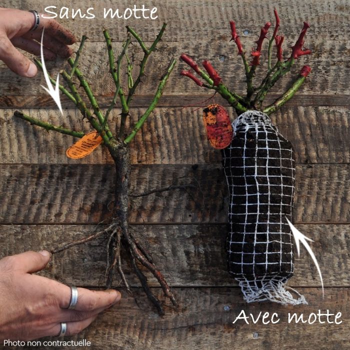 L'aspect du rosier paysager avec et sans motte