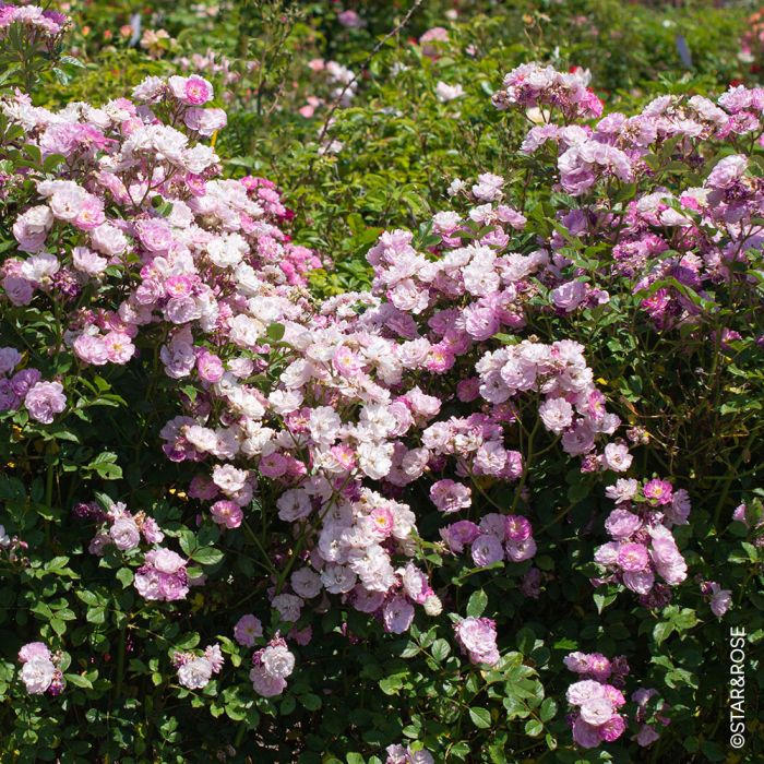 Rosier paysager PRETTY POLLY® Lavender - massif
