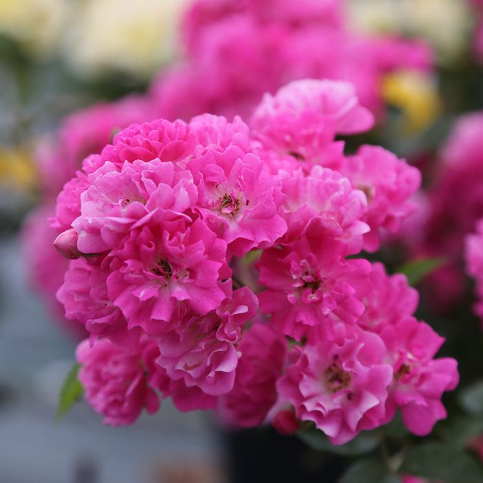 Rosier paysager PRETTY POLLY® pink - fleur