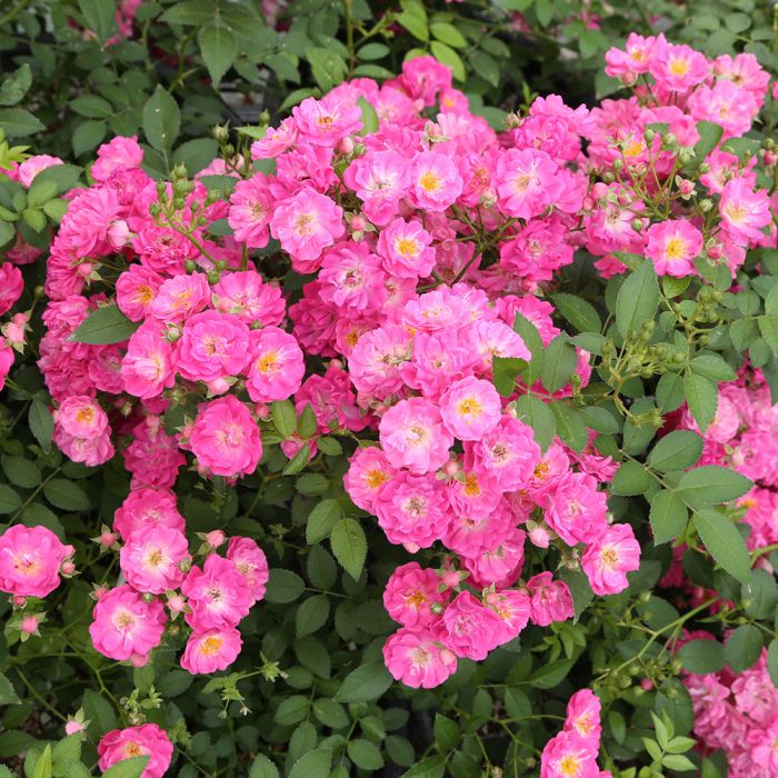 Rosier paysager PRETTY POLLY® pink - fleurs