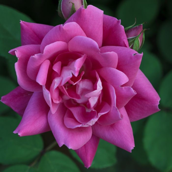 Rosier Pink Double KNOCK OUT ® Radtkopink