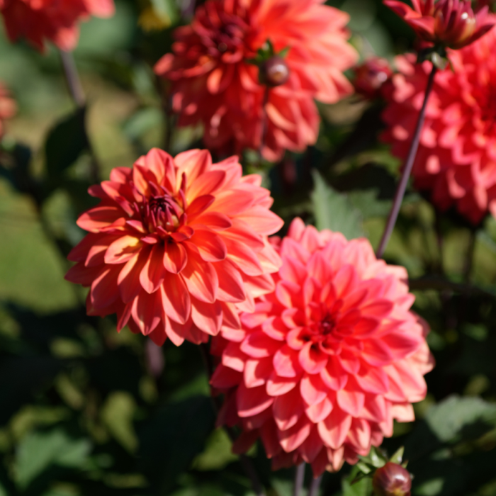 Dahlia orangé