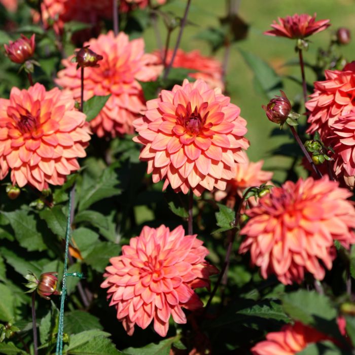 Dahlias nains orange 