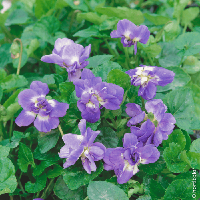 Violettes couvertes de fleurs bleu-violet aux cœurs tendres retouchés de blanc