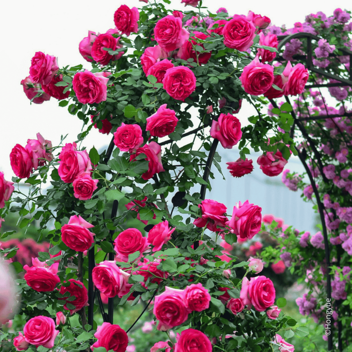 Cyclamen PIERRE DE RONSARD® sur une arche