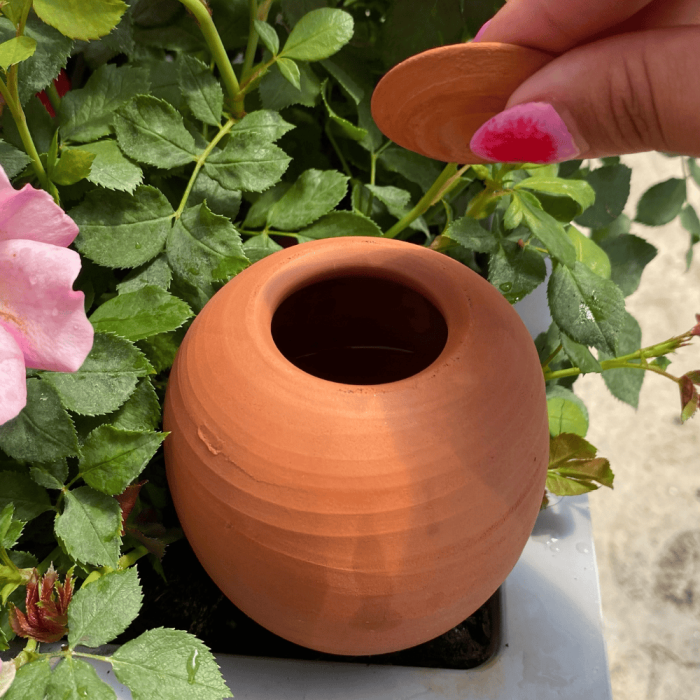 Oyas pour vos plantes en pots ou en jardinières