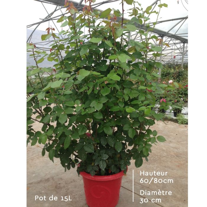 Rosier VICTOR HUGO ® Meivestal Le pot de 15L