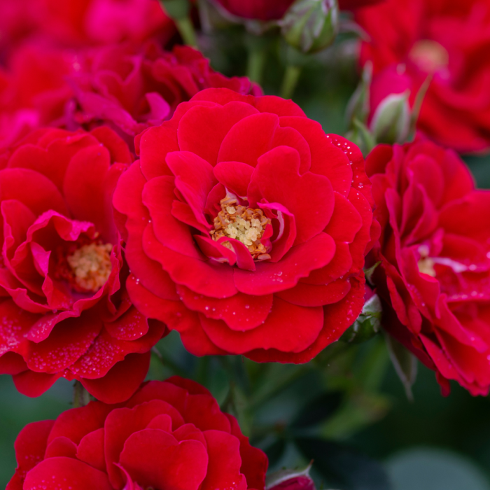 Rosier cherry frost