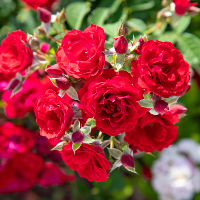 rosier Cherry Frost