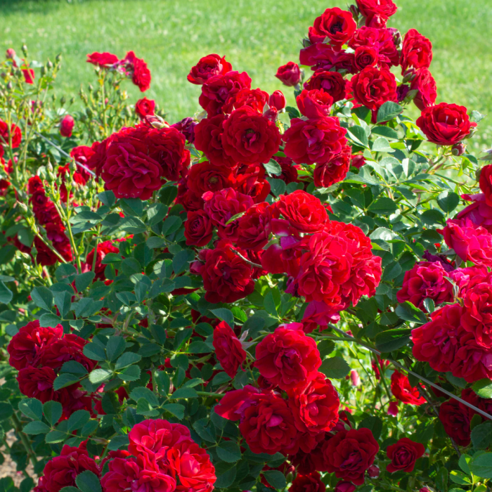 rosier cherry frost
