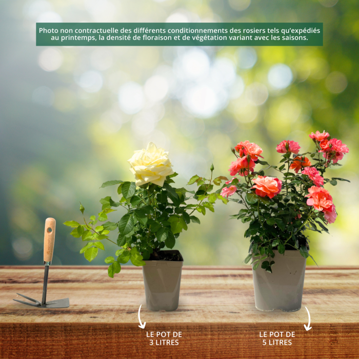 Rosier buisson Sugar CANDY ROSE® Meiconfiz