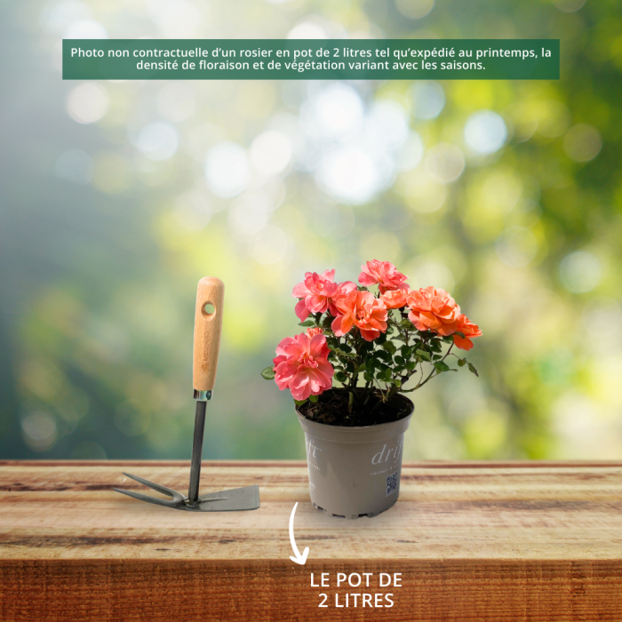 Rosier paysager JOLIE PROVENCE ® Meilegase