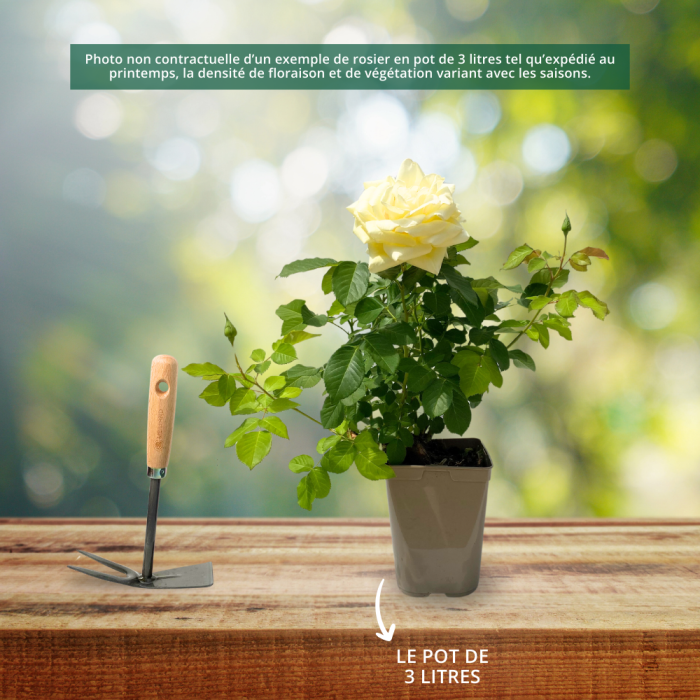 Rosier buisson RUSTICA ® III Meilaocil