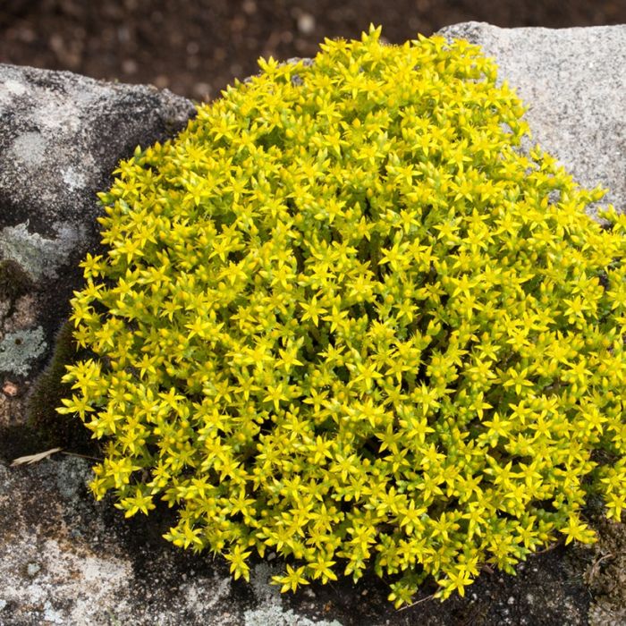 Sedum acre jaune