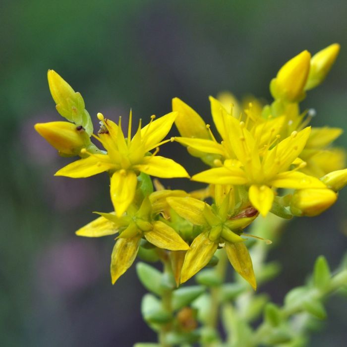 Sedum acre jaune