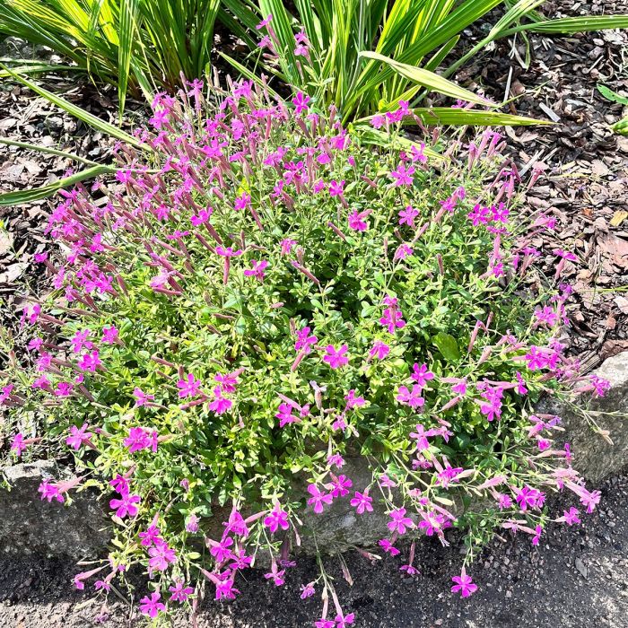 Silene schafta ou silène du Caucase rose