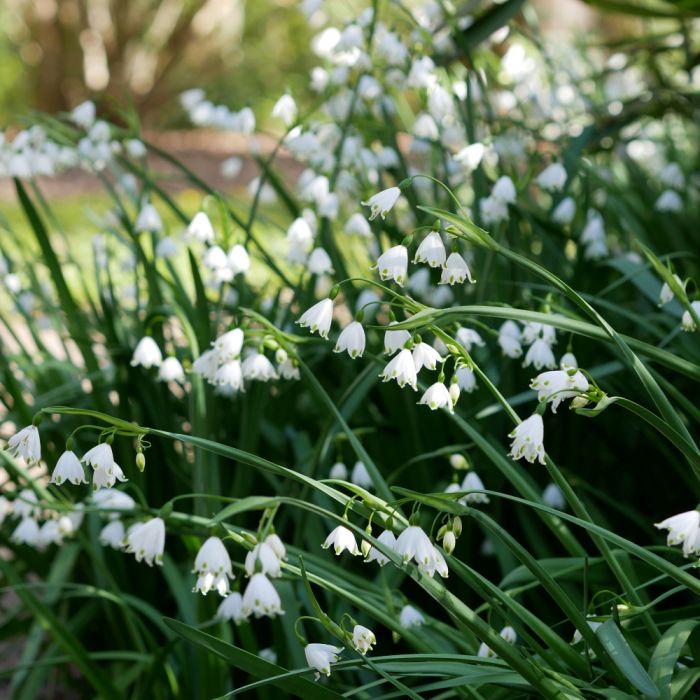 Nivéole d'été, Leucojum aestivum