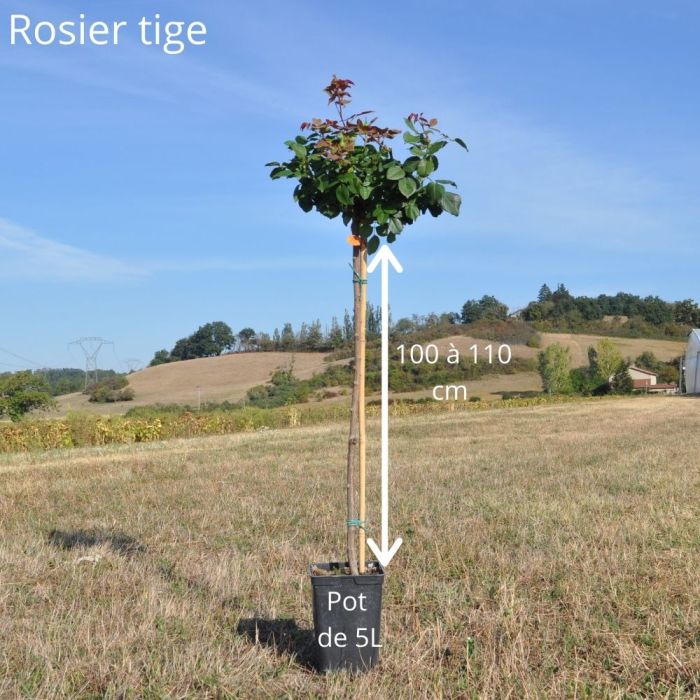 Rosier Tige Mme A. Meilland