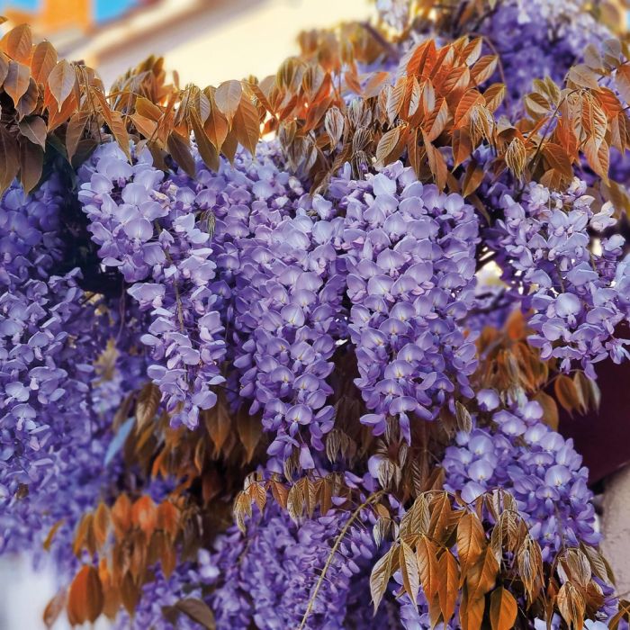 Glycine de Chine ou Wisteria sinensis  Blue Line® Copper Leo