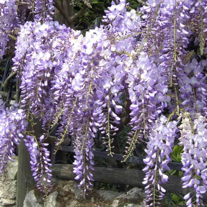 Glycine de Chine ou Wisteria sinensis  Blue Line® Copper Leo
