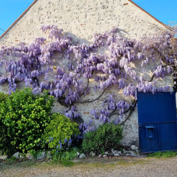 Glycine de Chine ou Wisteria sinensis  Blue Line® Copper Leo