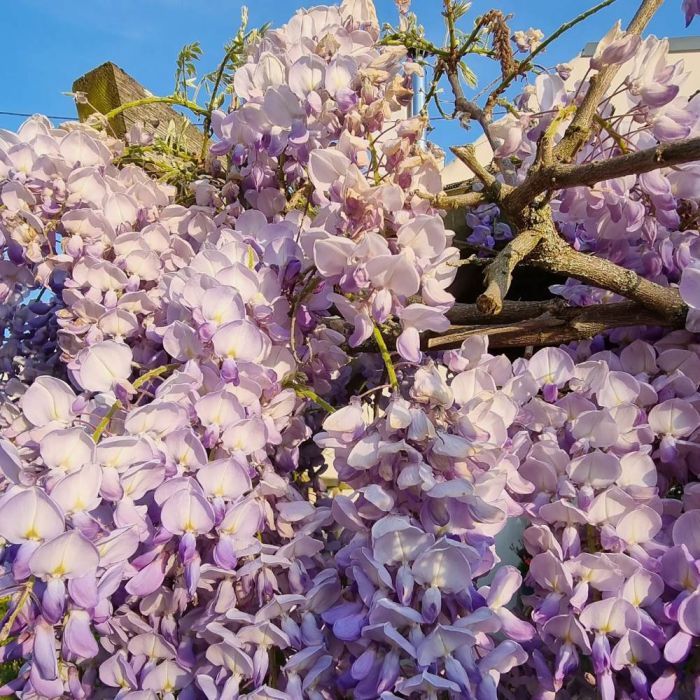 Glycine de Chine ou Wisteria sinensis  Blue Line® Copper Leo