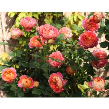 Rosier Grimpant Baby Romantica ® Meilivoine
