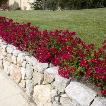 Rosier Red DRIFT ® Meigalpio