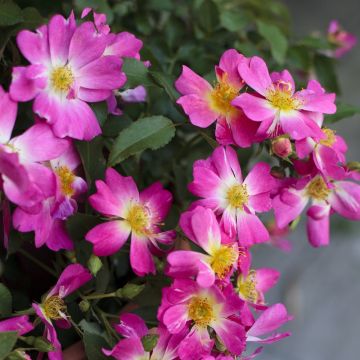 Rosier Pink Drift ® Meijocos