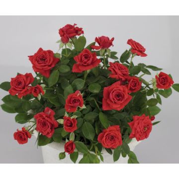 Rosier Baby Baccara ® Meipaede