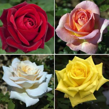 Collection 4 rosiers PERFUMELLA ®
