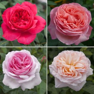 Collection rosiers romantiques parfumés