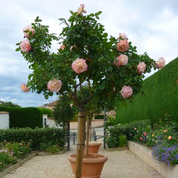 Rosier Tige LAETITIA CASTA ® Meilampario