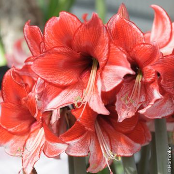 Amaryllis Charisma