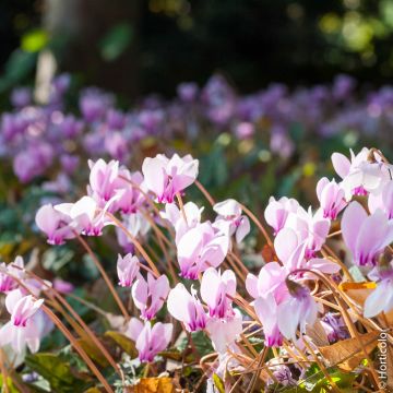 Cyclamen de Naples