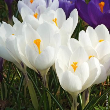 Crocus à grandes fleurs Jeanne d'Arc