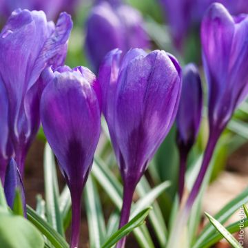 Crocus à grandes fleurs Flower Record