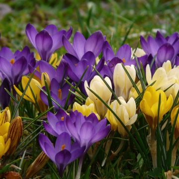 Crocus botaniques en mélange