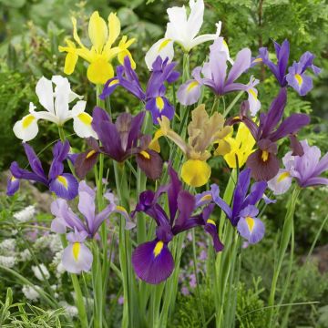 Iris Hollandica de Bretagne