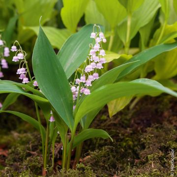 Muguet rose