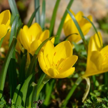 Sternbergia lutea, faux crocus d’automne