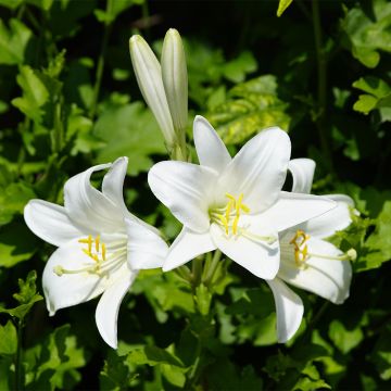 Lis de la Madone, lis blanc ou Lilium candidum