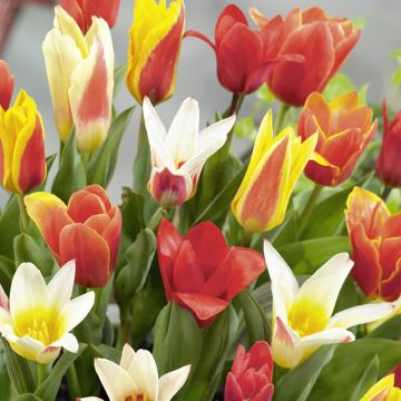 Tulipes naines Kaufmanniana en mélange