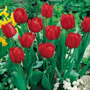 Tulipe double hâtive Abba