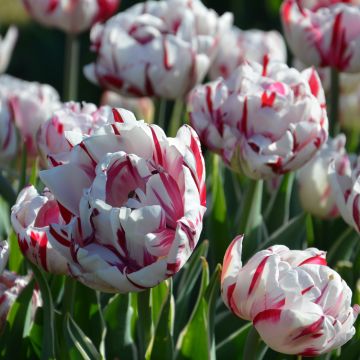 Tulipes doubles Carnaval de Nice